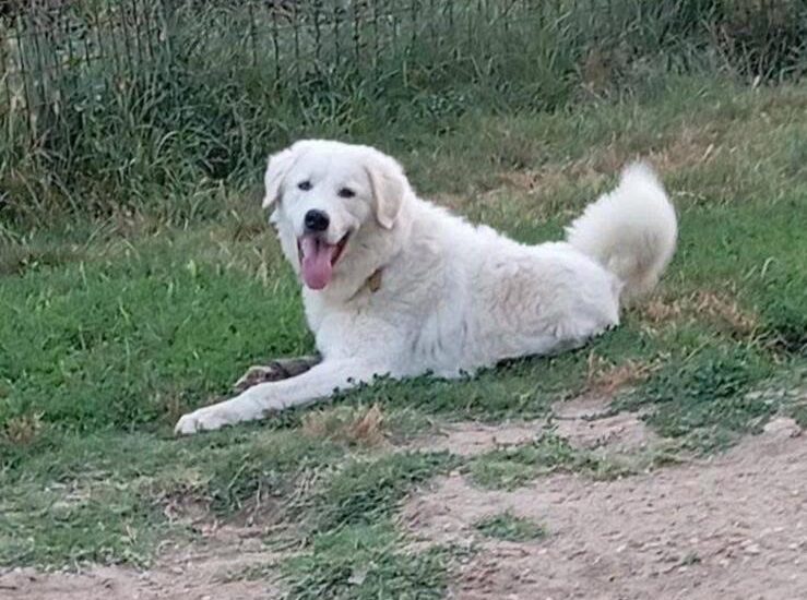 Achille