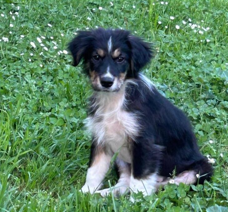 Cosa vuol dire adottare un cucciolo
