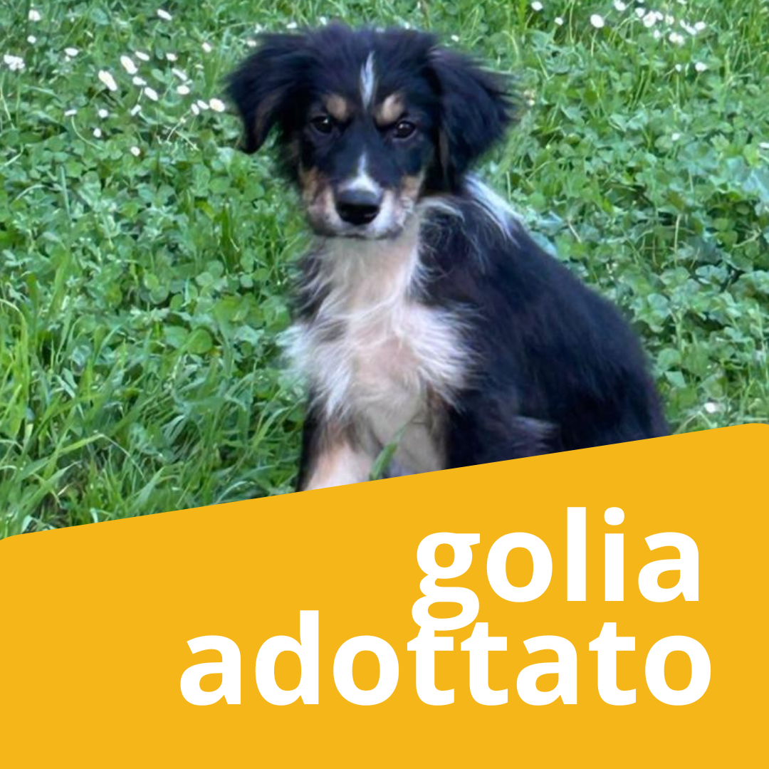 Golia
