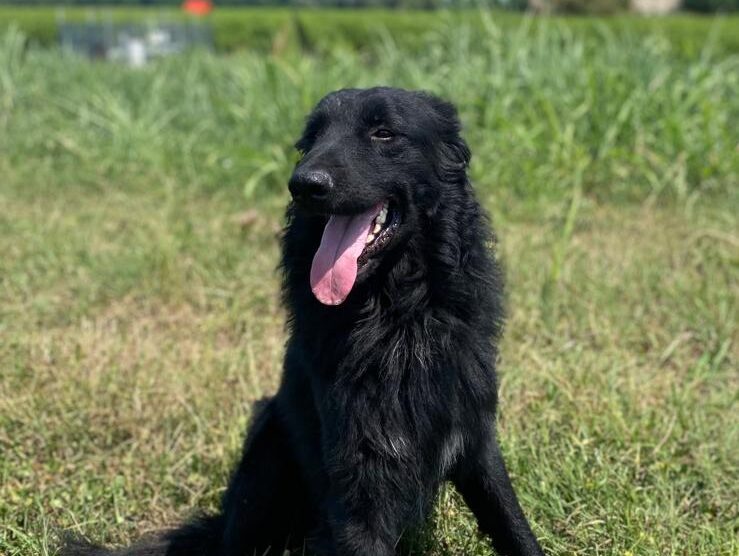 Atlas